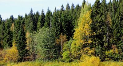 photo 65cdeefb9a516_thumb.jpg