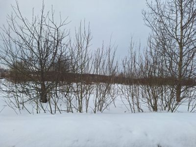 photo 65df10b5b4b66_thumb.jpg