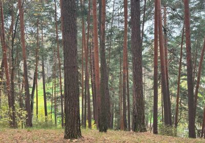 photo 6728b502804a6_thumb.jpg