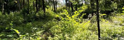 photo 67346fe8bc627_thumb.jpg