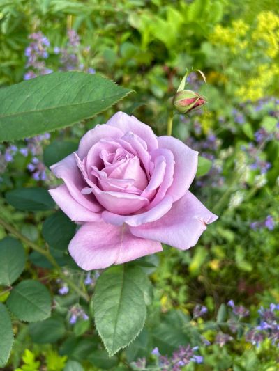 photo 69a55e5037b0a_thumb.jpg