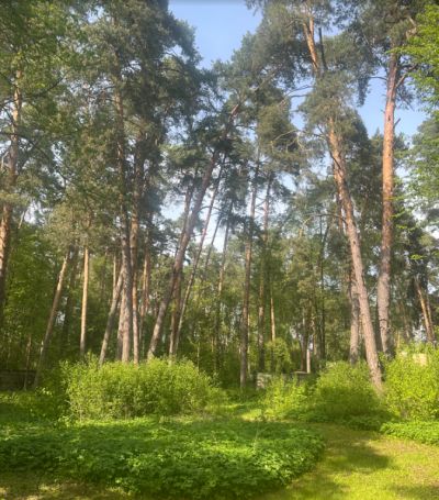 photo 682c7c2650527_thumb.jpg