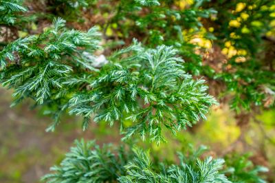 photo 6a2966e042cb3_thumb.jpg
