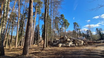 photo 12812_67dc1c5d1c4e2_thumb.jpg