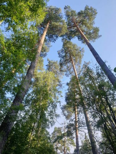 photo 63be0e97a79cc_thumb.jpg